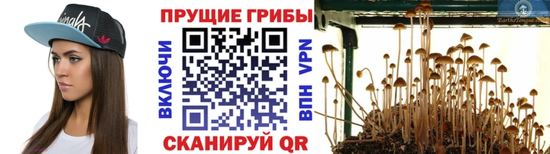 Галлюциногенные грибы Psilocybine cubensis  где купить наркотик  Заполярный 